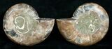 Cut & Polished Desmoceras Ammonite - #5385-2